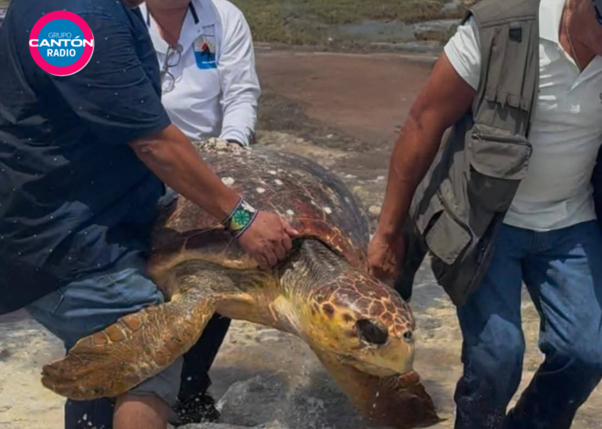 Realizan rescate en nidos tortugueros de Cozumel