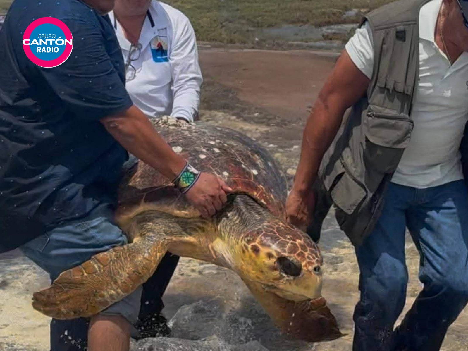 Realizan rescate en nidos tortugueros de Cozumel