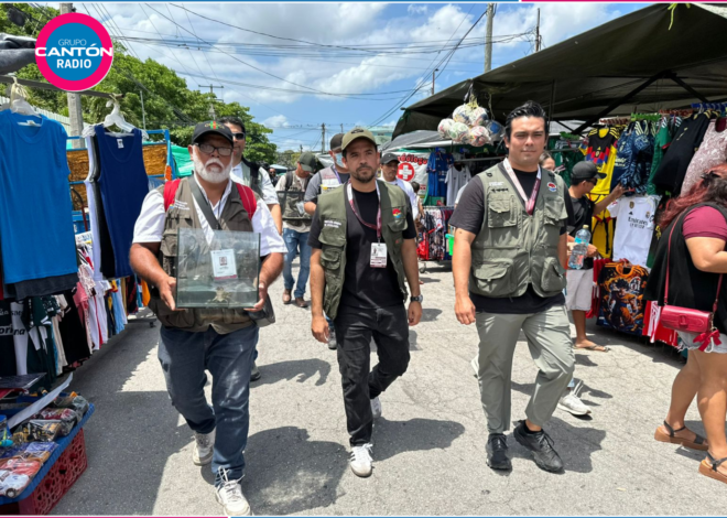 Autoridades de Ecologia en Cancún aclaran la situación de la zorra gris