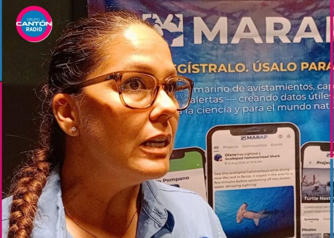 Presentan app para monitorear megafauna marina en el Caribe Mexicano
