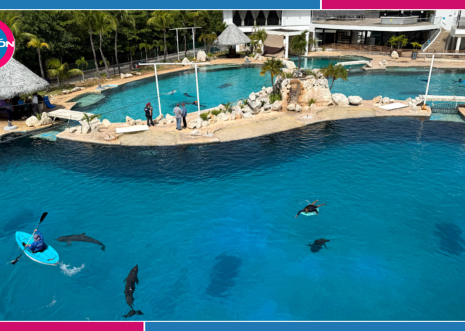 Tres de nueve delfines de Ventura Park difícilmente podrían ser reubicados