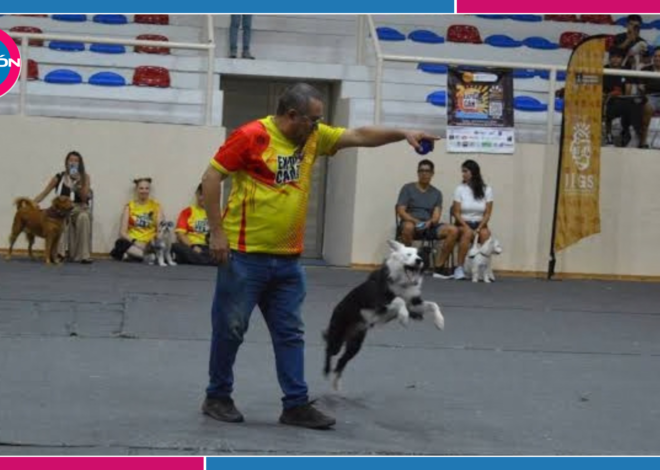 Mascotas: Expo Can 2026 reunirá a perros rescatistas en Playa del Carmen