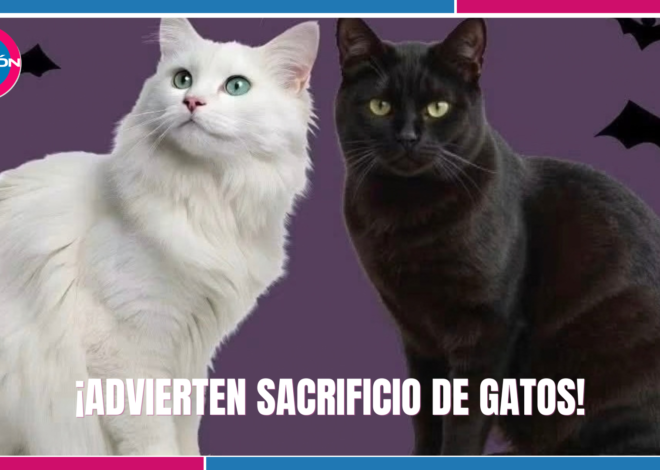 Piden proteger a gatos blancos y negros ante riesgos en Halloween