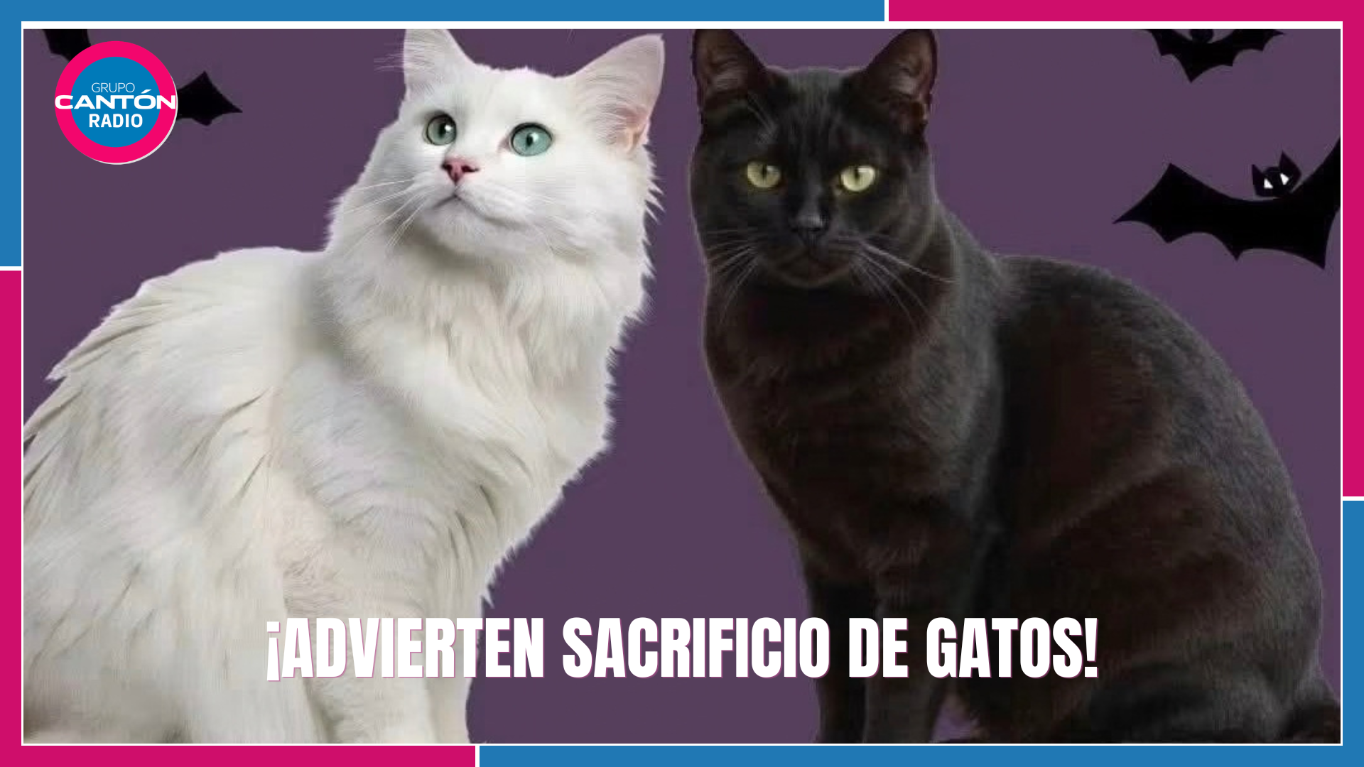 Piden proteger a gatos blancos y negros ante riesgos en Halloween