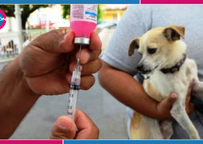 ¿Te mordió o rasguñó un animal? Así puedes prevenir la rabia
