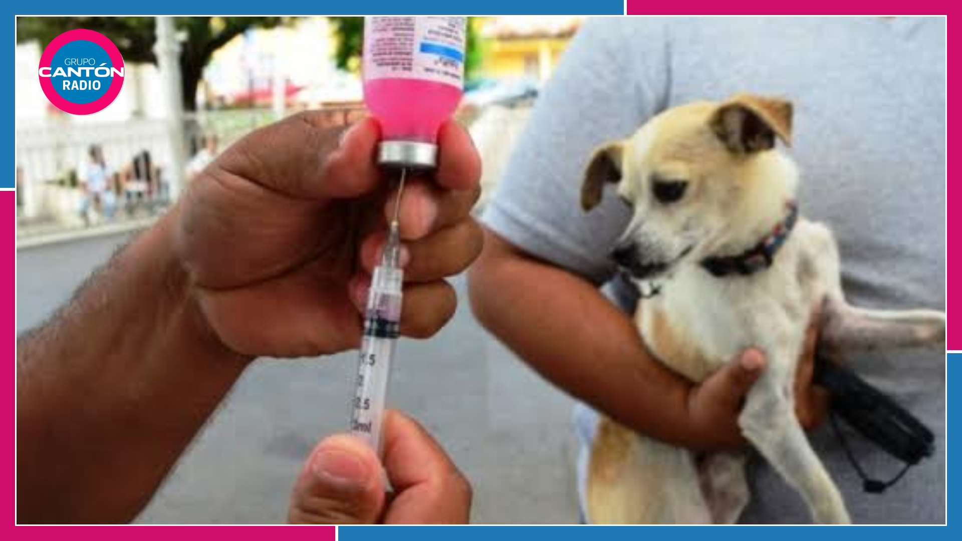 ¿Te mordió o rasguñó un animal? Así puedes prevenir la rabia