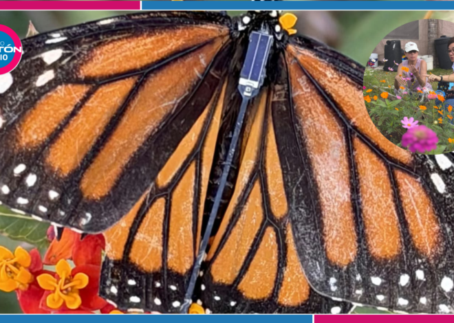 Presencia de mariposa monarca en la isla de Cozumel
