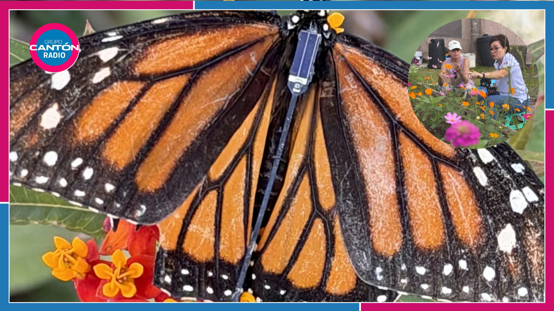 Presencia de mariposa monarca en la isla de Cozumel