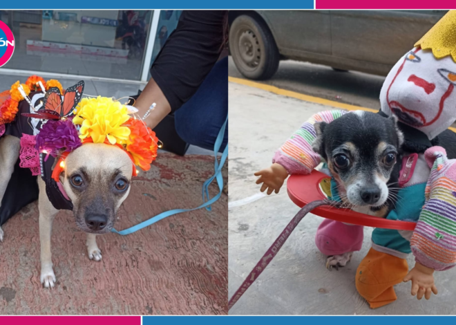 ¡Mascotas de terror! Perritos disfrazados desfilan por las calles de Lázaro Cárdenas