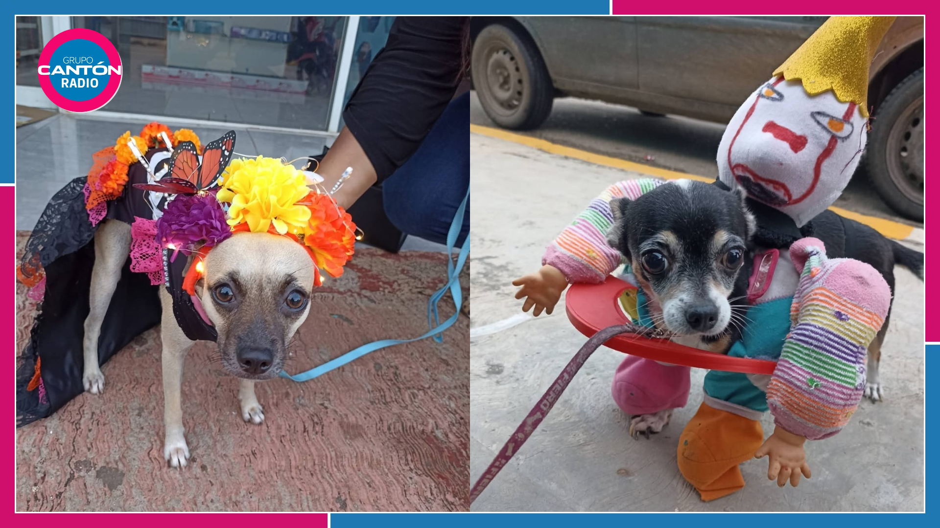 ¡Mascotas de terror! Perritos disfrazados desfilan por las calles de Lázaro Cárdenas