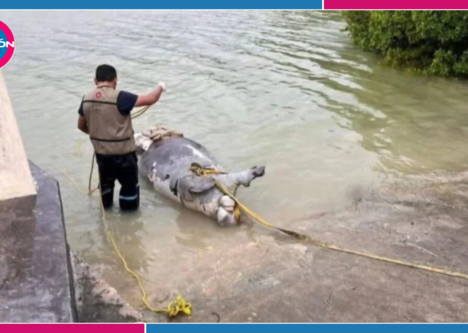Muere cría de manatí tras ser atropellada por embarcación en Río Hondo