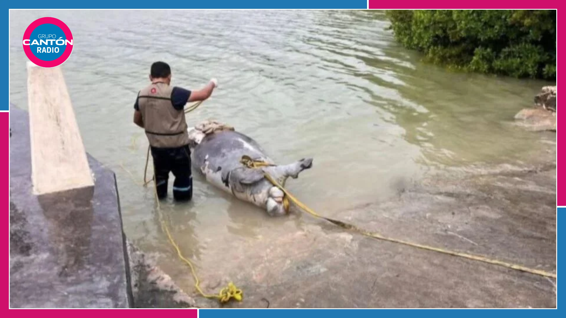 Muere cría de manatí tras ser atropellada por embarcación en Río Hondo