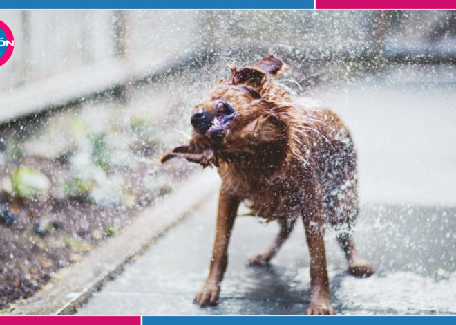 Mascotas: ¿Tu perro se moja con la lluvia? Así puedes proteger su piel