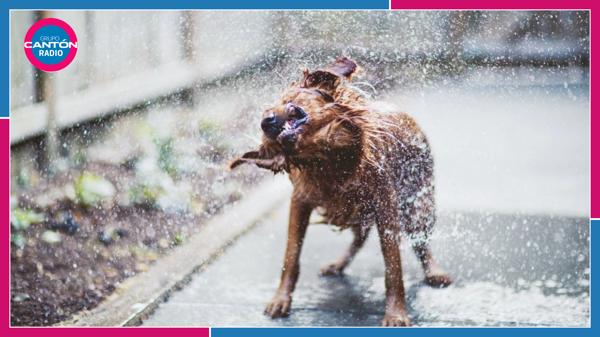 Mascotas: ¿Tu perro se moja con la lluvia? Así puedes proteger su piel