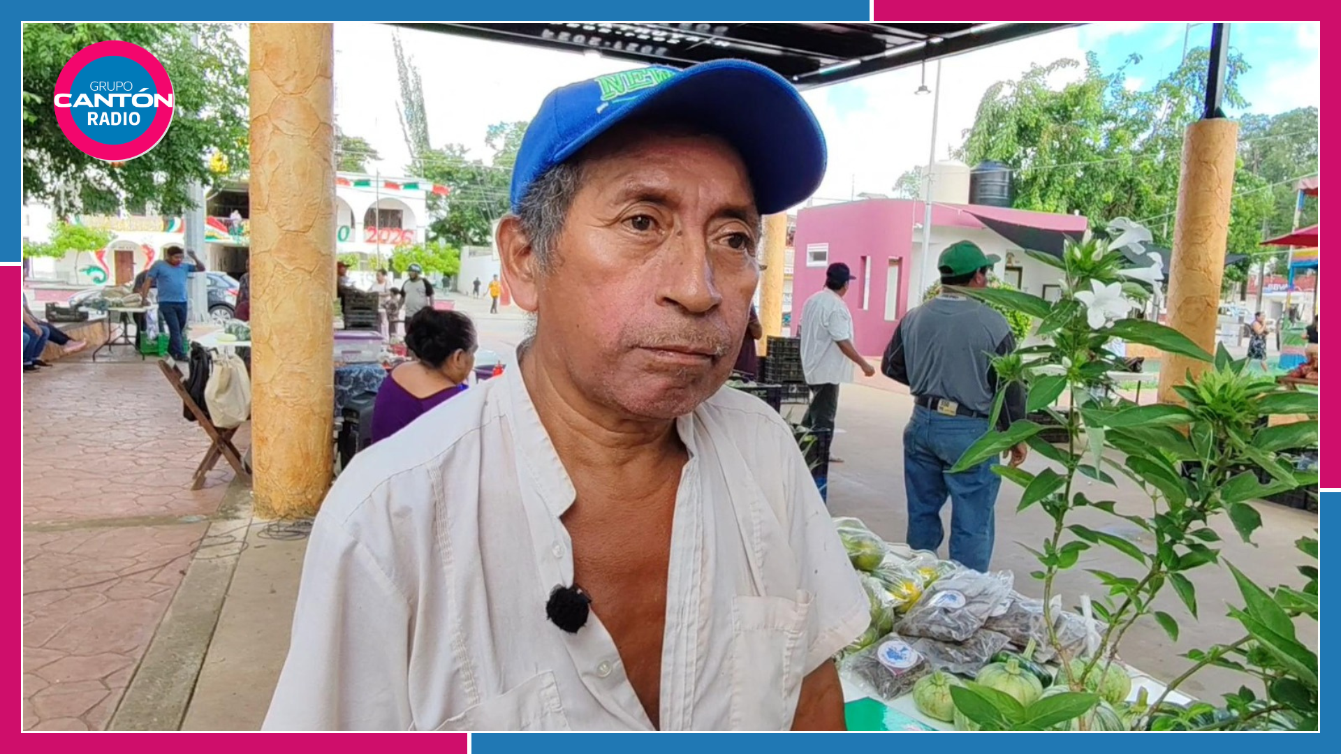 Poco interés por sembrar cedro en José María Morelos deja 250 plantas en vivero