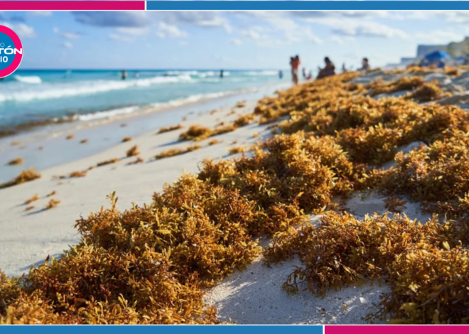 Se anticipa Cancún a la próxima temporada de sargazo