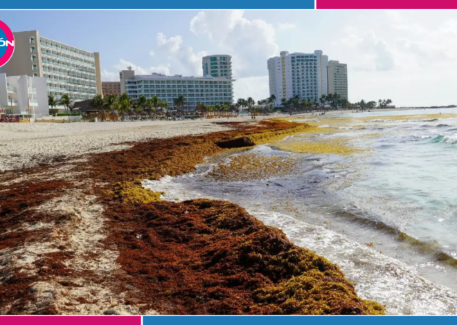 Del pescado al sargazo: 800 pescadores podrían salir a “cosechar” el alga en Quintana Roo