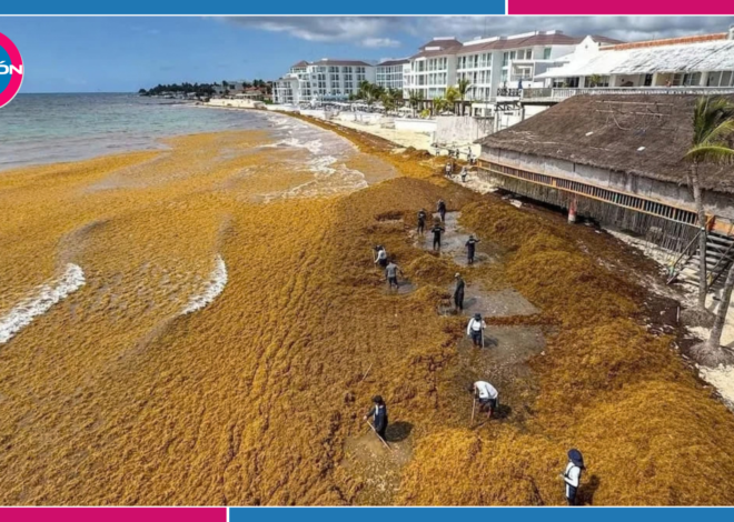 Riviera Maya convertirá sargazo en material para construcción