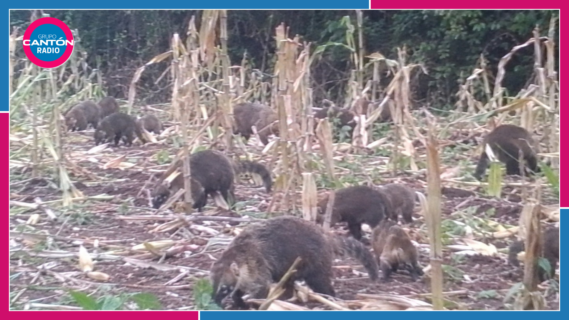 Falta de depredadores favorece aumento de tejones en la Zona Maya
