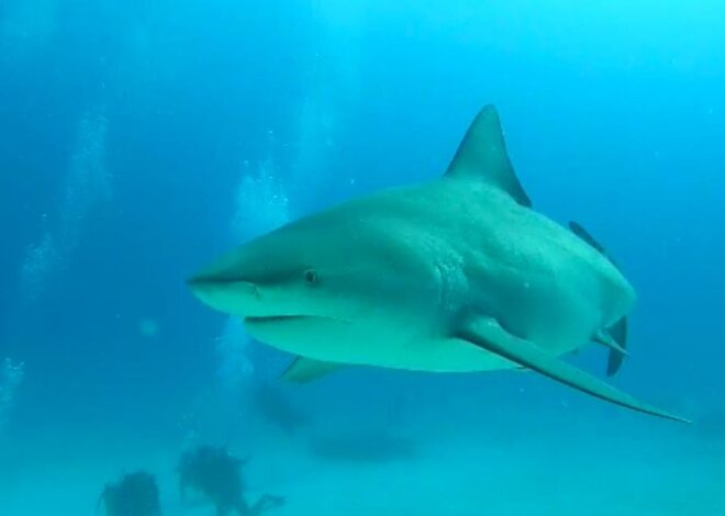 Registran primeros avistamientos de tiburones toro en Playa del Carmen