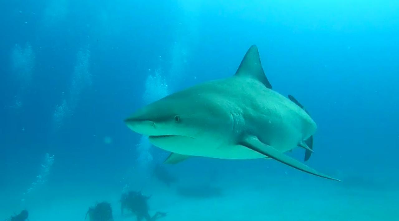 Registran primeros avistamientos de tiburones toro en Playa del Carmen