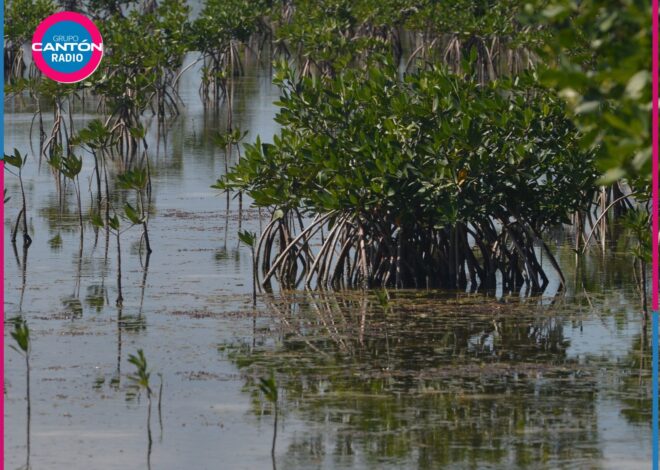 IBANQROO en alerta por ingreso de sargazo a sistemas lagunares de Quintana Roo