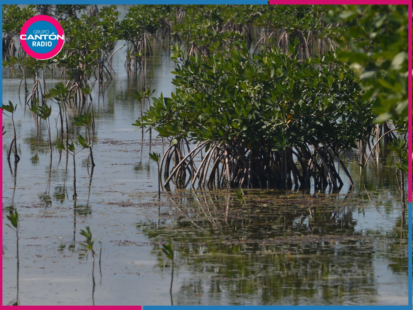 IBANQROO en alerta por ingreso de sargazo a sistemas lagunares de Quintana Roo