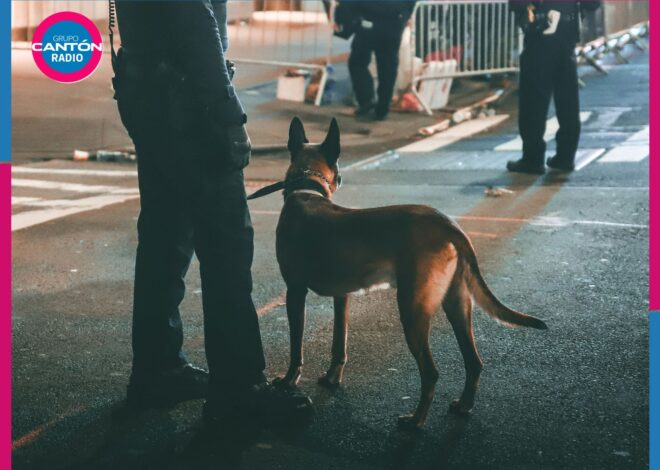 Unidad Canina K9 realiza más de 19 mil inspecciones en Quintana Roo en una semana