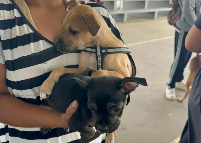 Detectan tres casos de gusano barrenador en animales de Tulum