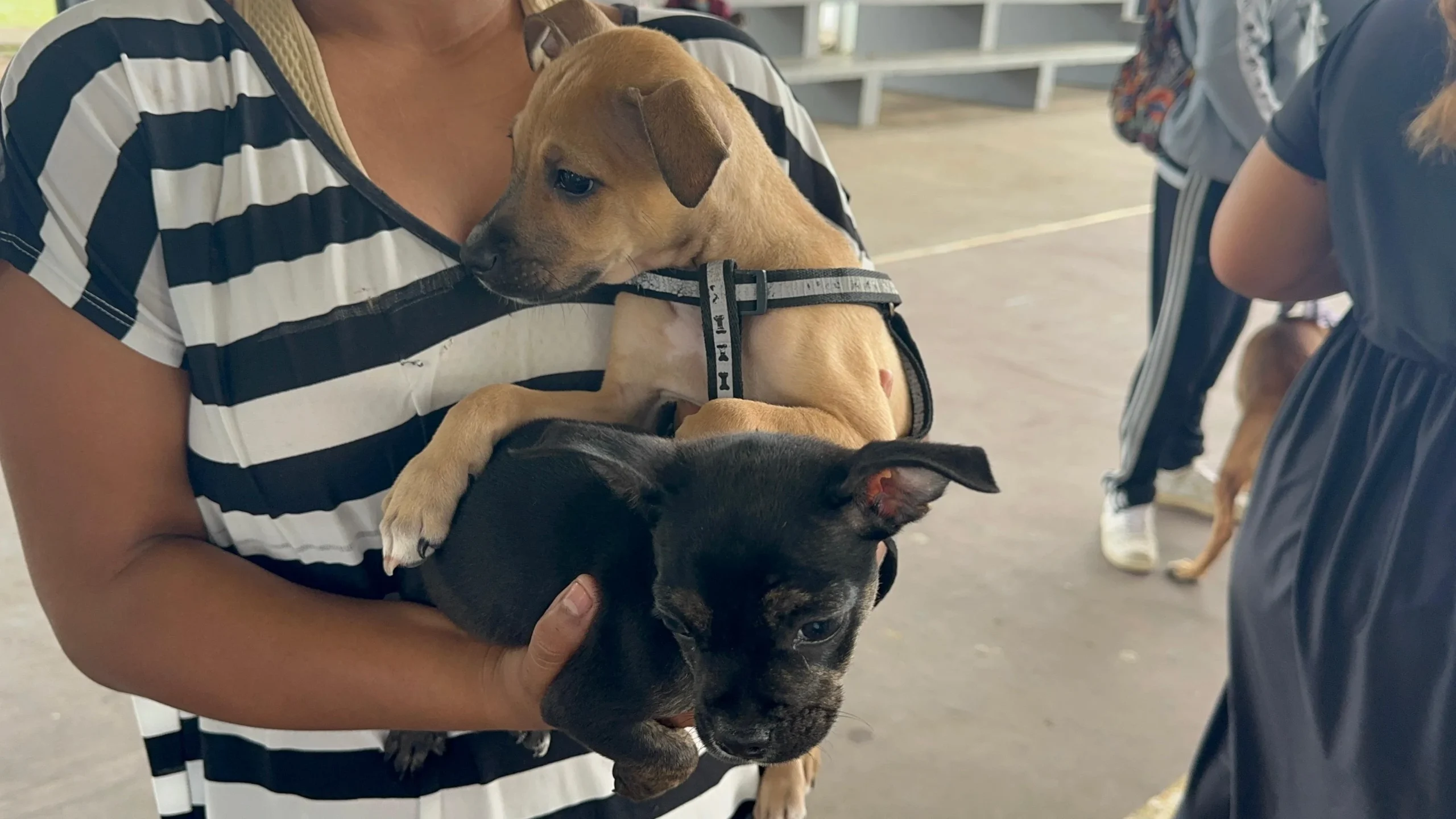 Detectan tres casos de gusano barrenador en animales de Tulum