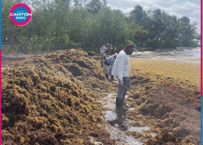 Sargazo afecta 62 playas de Quintana Roo; la zona sur registra el mayor impacto