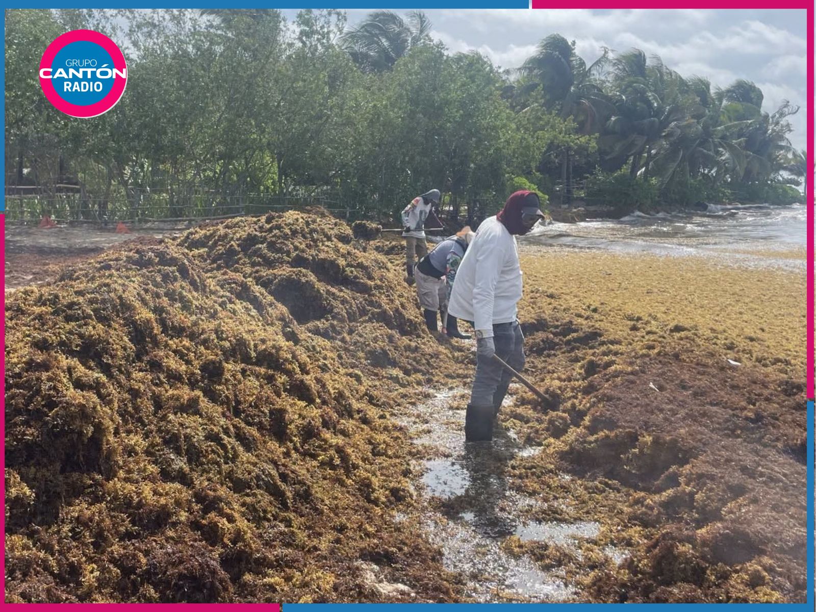 Sargazo afecta 62 playas de Quintana Roo; la zona sur registra el mayor impacto