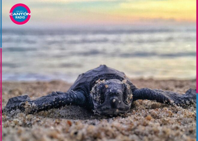 Temporada de anidación de tortugas en Quintana Roo entra en etapa final