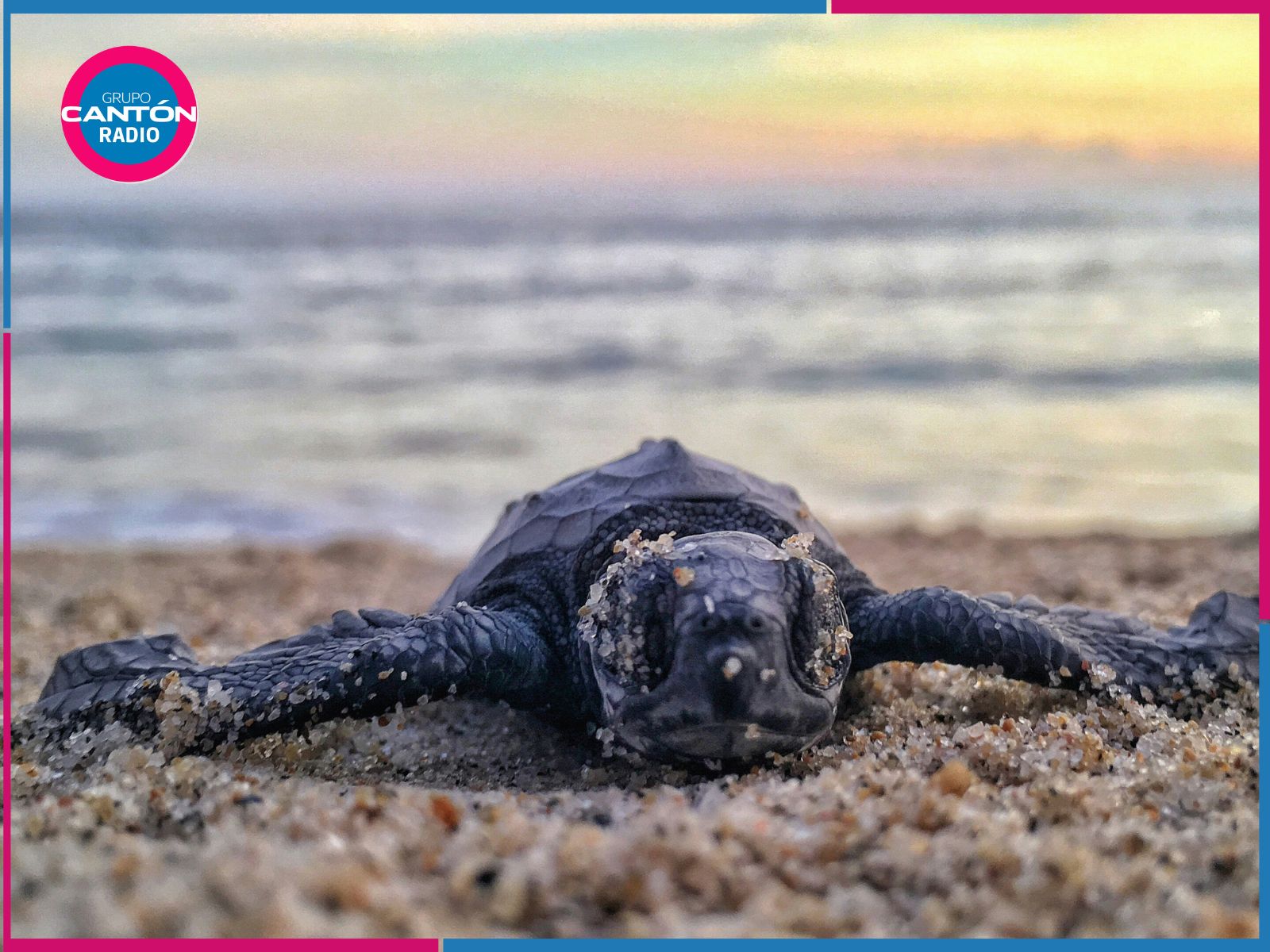 Temporada de anidación de tortugas en Quintana Roo entra en etapa final