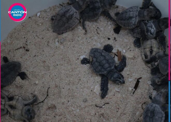 Anidación de tortugas marinas en Tulum registrará aumento del 10% en 2026