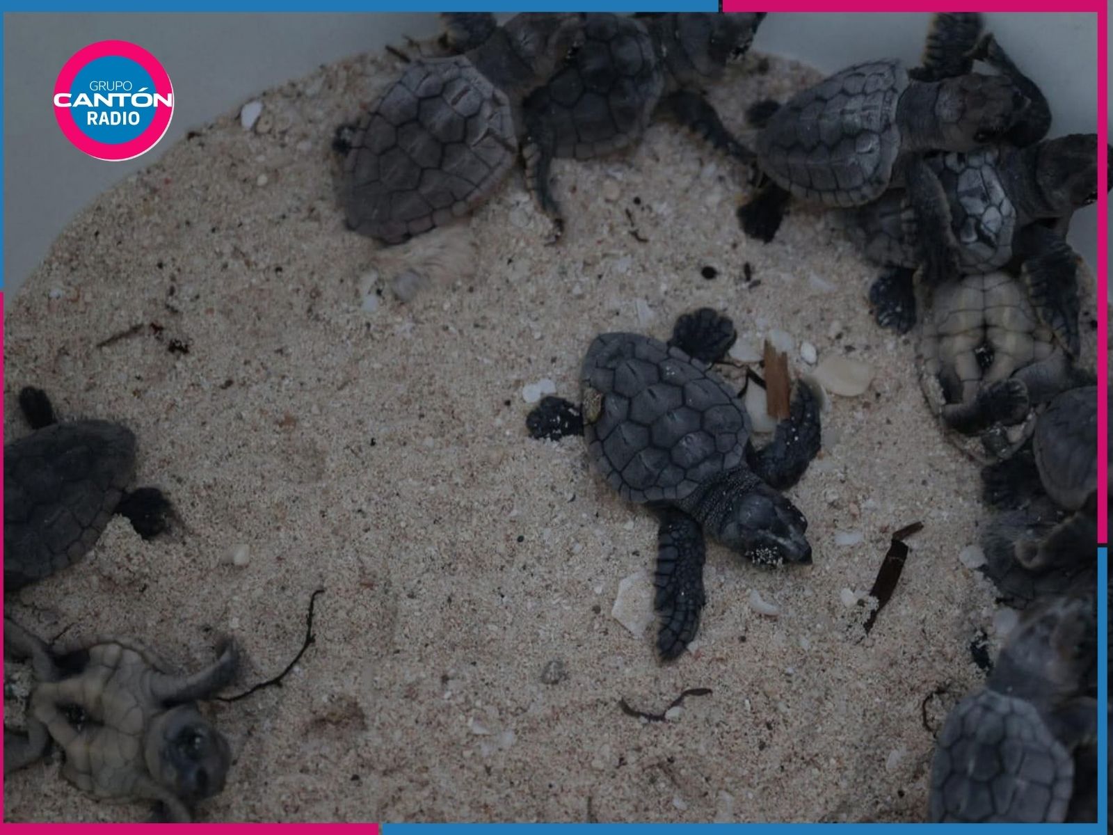 Anidación de tortugas marinas en Tulum registrará aumento del 10% en 2026