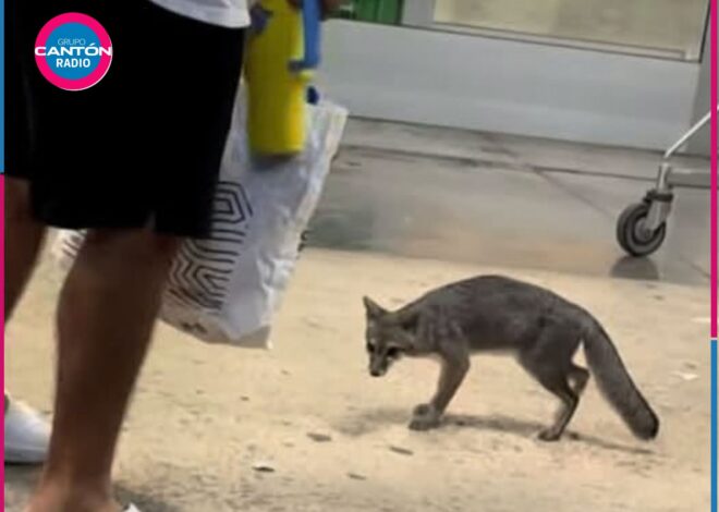 Secretaría de Salud de Quintana Roo alerta por zorra gris