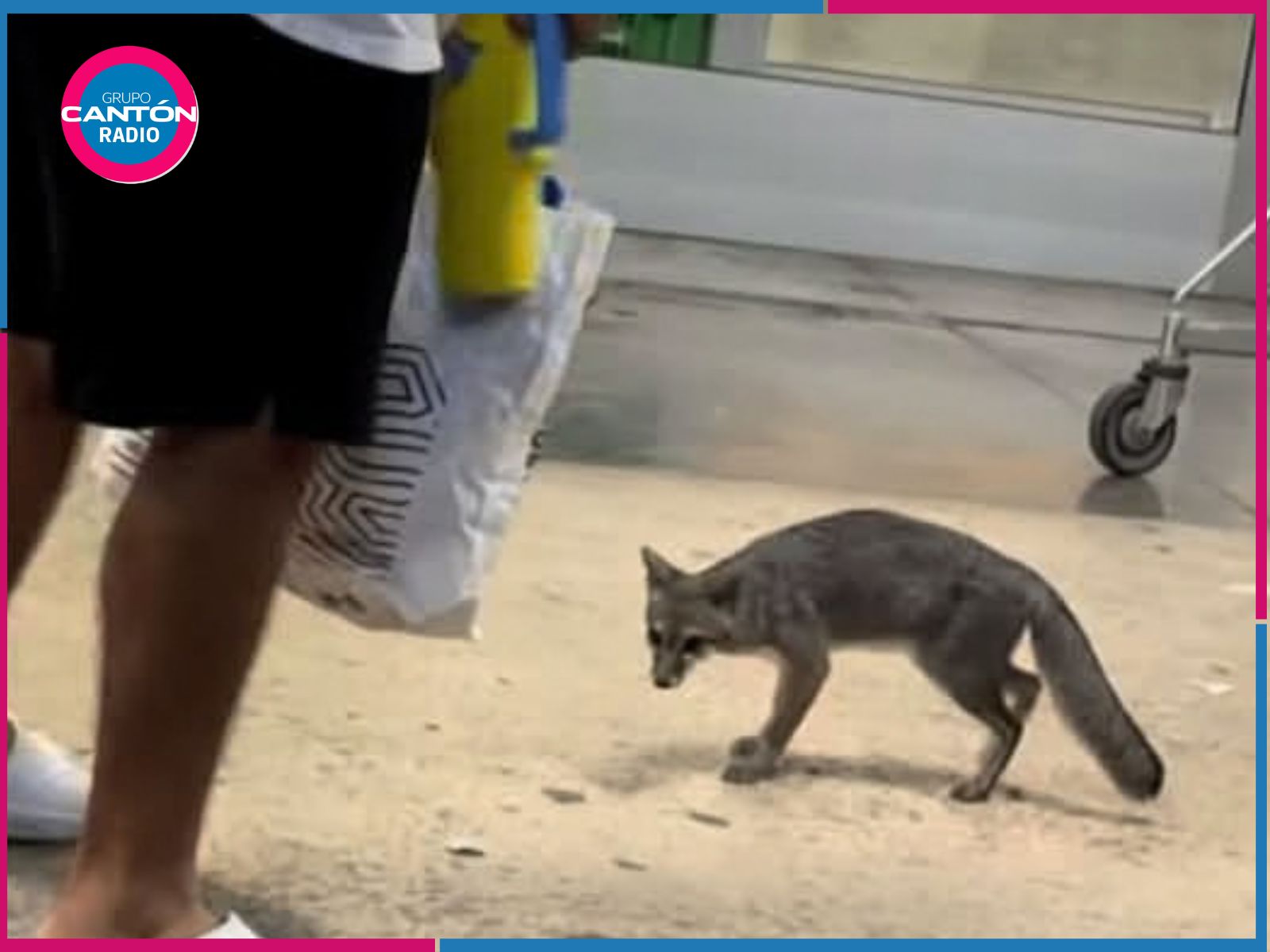 Secretaría de Salud de Quintana Roo alerta por zorra gris
